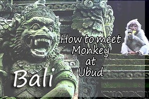 Monkey Forest di Ubud Bali