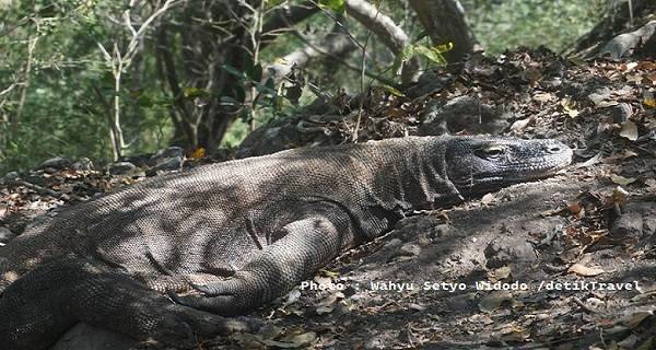 Buntut Kenaikan Tiket TN Komodo