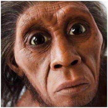 Floresiensis Homo Liang Bua Hobbit