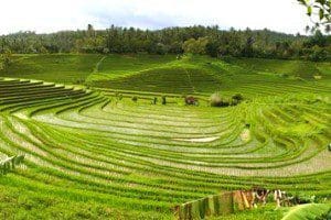 Subak Irrigation