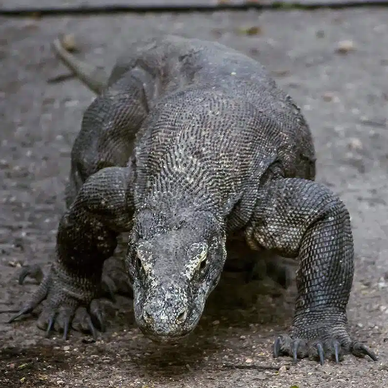 Komodo the dragon