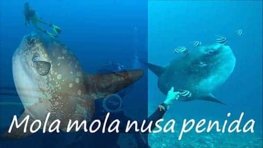 Mola mola nusa penida
