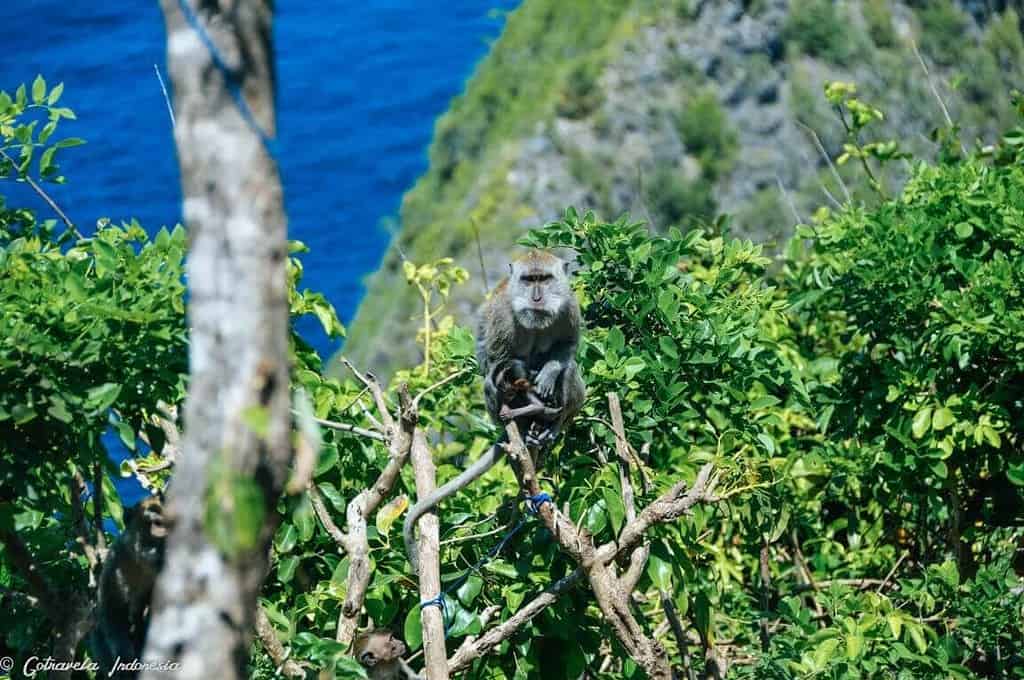 Monkeys at Kelingking Beach