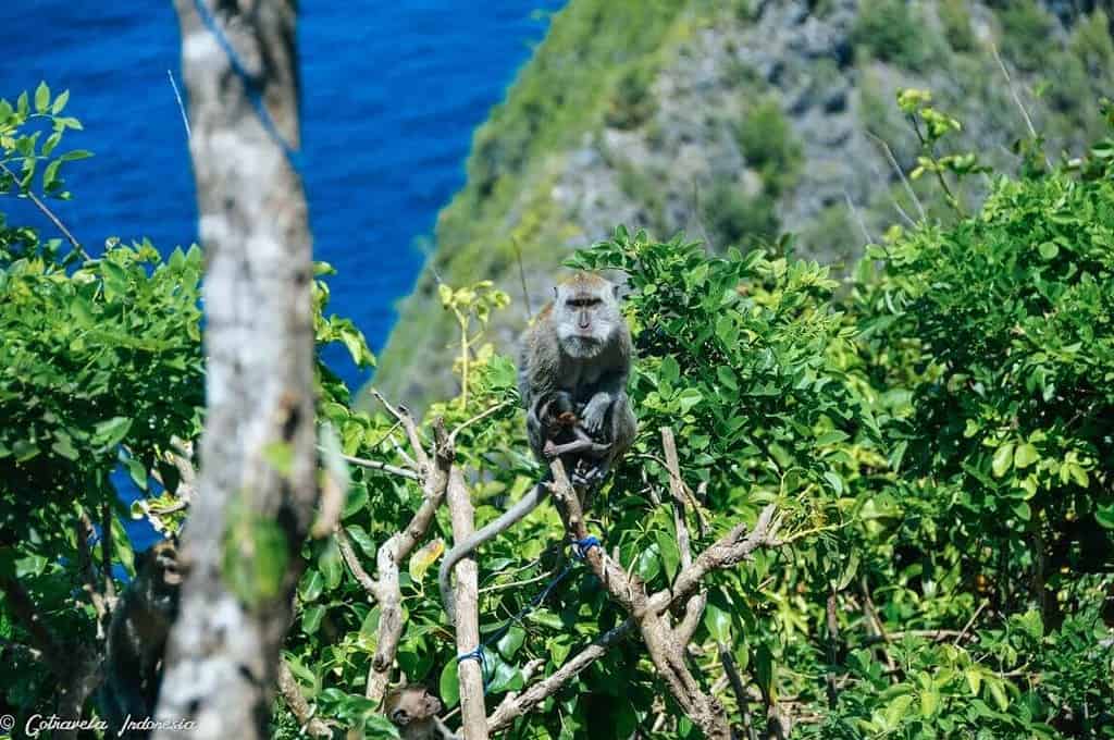 Monkey in Kelingking Beach