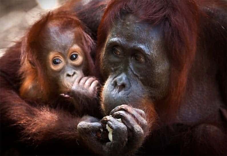 Orangutan mother and child