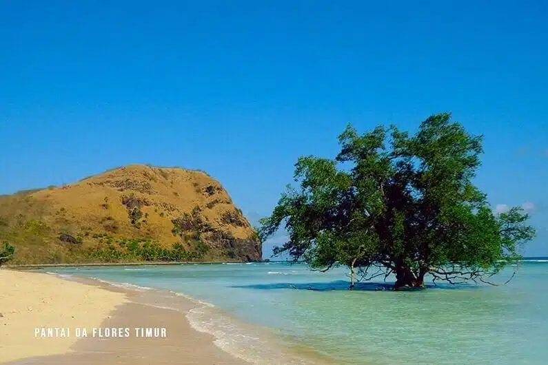 Pantai-Oa-Flores spot wisata di larantuka