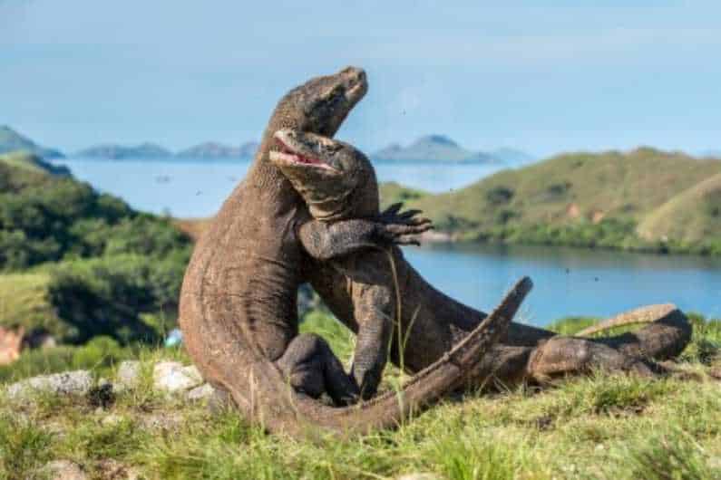 Dampak Kenaikan Tiket P Komodo