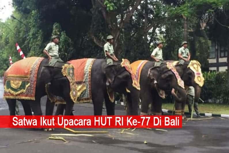 Satwa Ikut Upacara HUT RI Ke 77 Di Bali