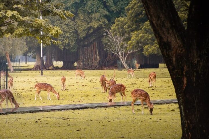 aktivitas di kebun raya bogor