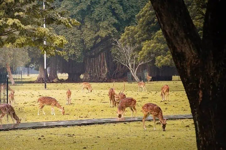 aktivitas di kebun raya bogor