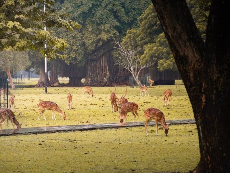 aktivitas di kebun raya bogor