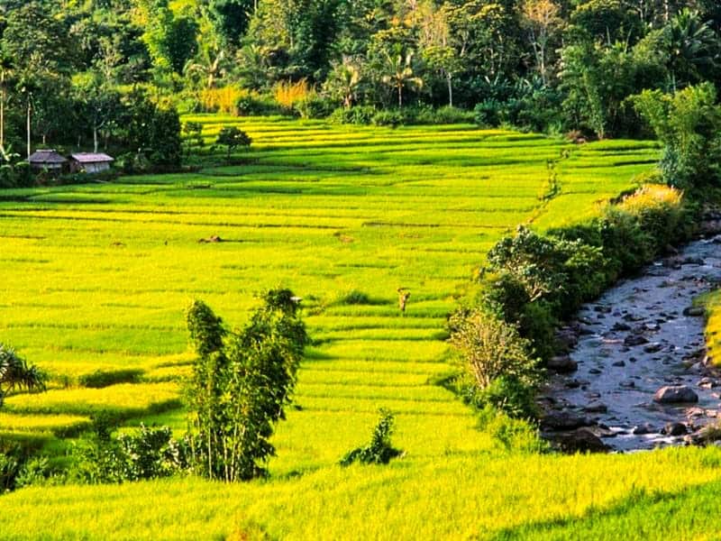 area persawahan di detusoko
