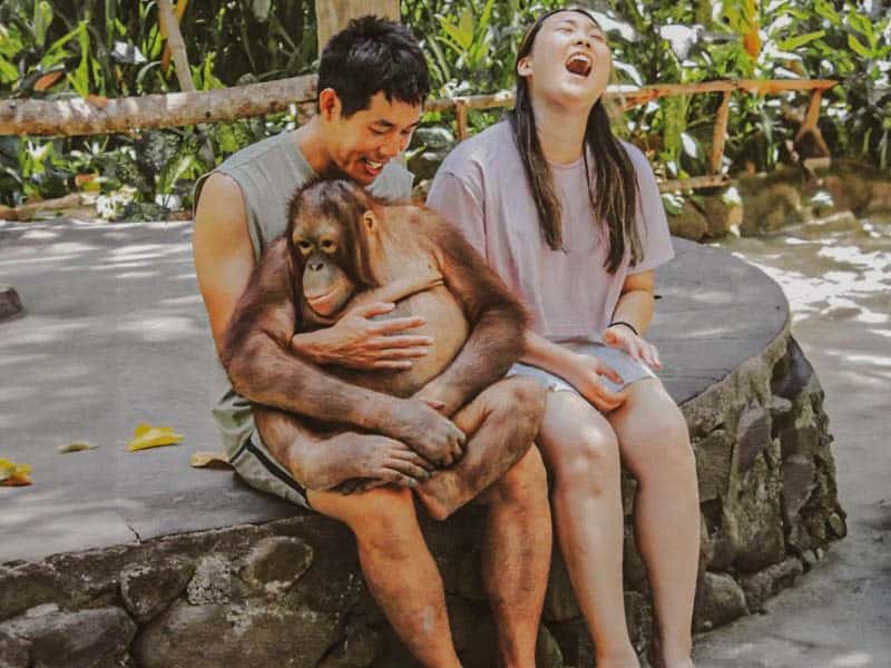 bermain bersama orangutan di