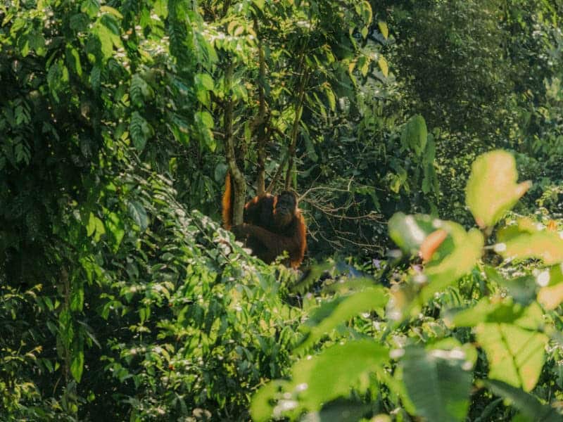 bukit lawang