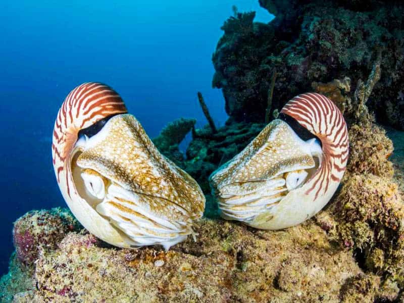 chambered nautilus