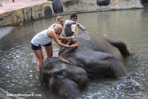elephant bathing 3