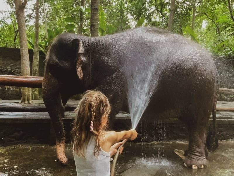 elephant bathing wildlife park