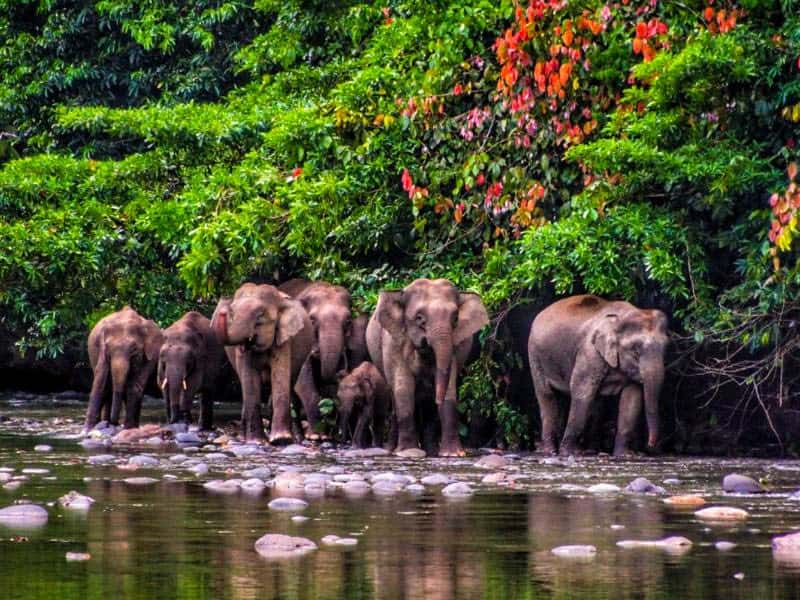 hutan hujan borneo tertua di indonesia