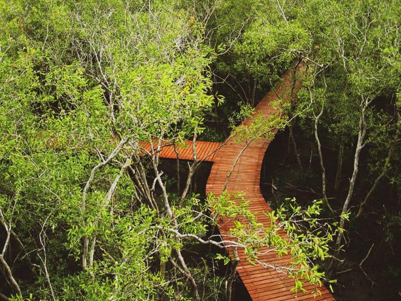 hutan mangrove