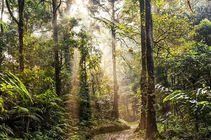 hutan paling tua indonesia