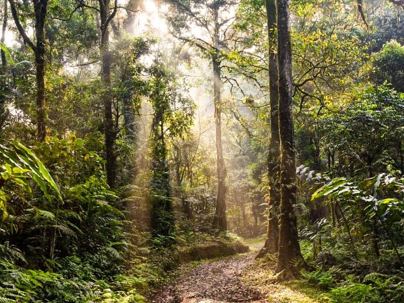 hutan paling tua indonesia