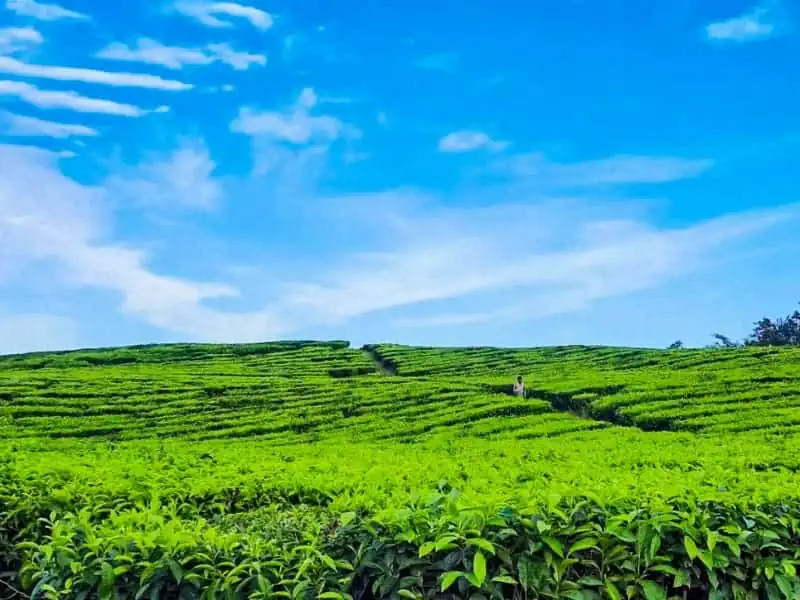 kebun teh bah butong sidamanik