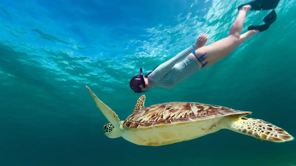 Penyu laut dan perenang snorkel di perairan Gili Trawangan, Lombok — air jernih dan terumbu