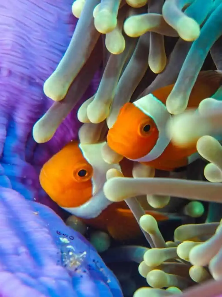 pasir timbul raja ampat