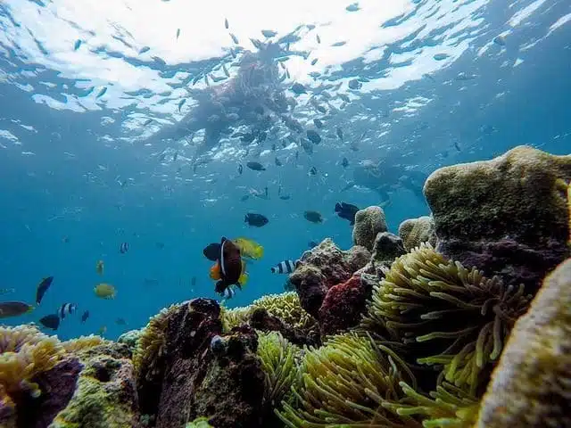 pesona gili petelu