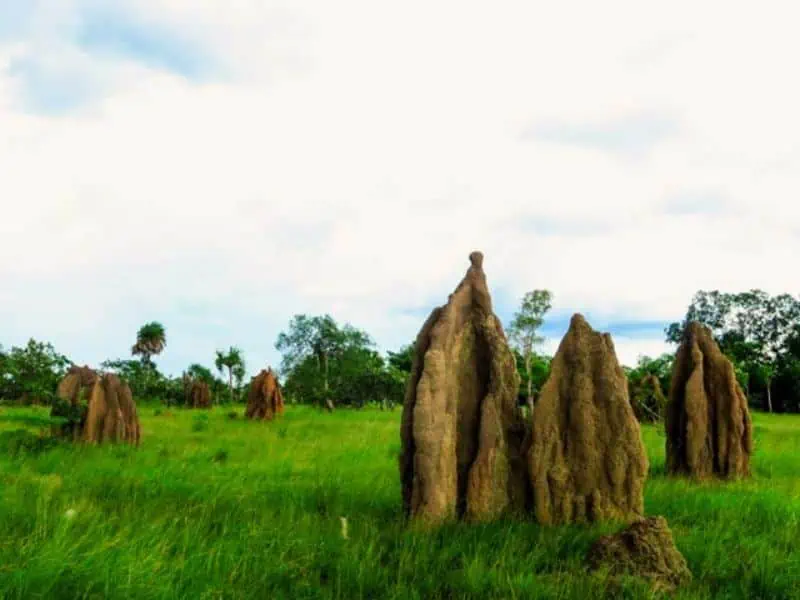 rumah rayap musamus di merauke