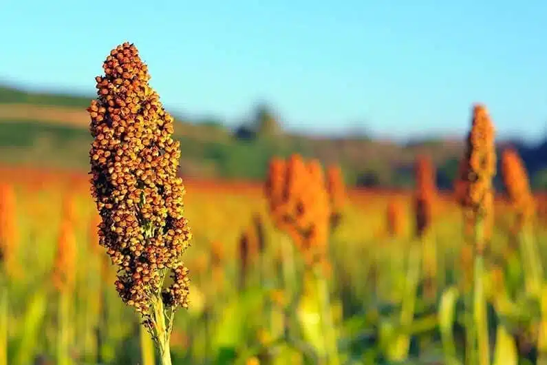 Tanaman sorghum